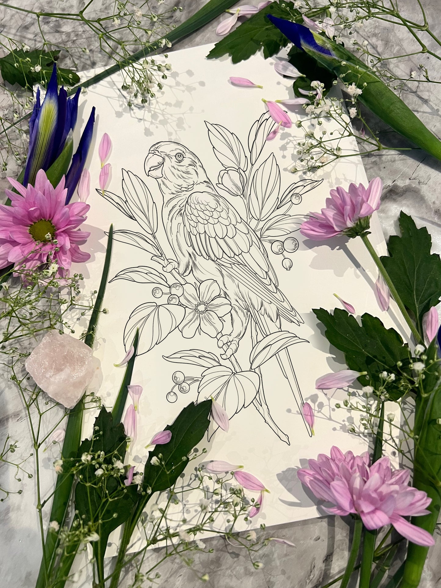 (Lorikeet) pre-drawn design